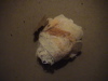 DSC00050.JPG