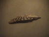 DSC00020.JPG