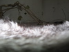 IMG_0977_2